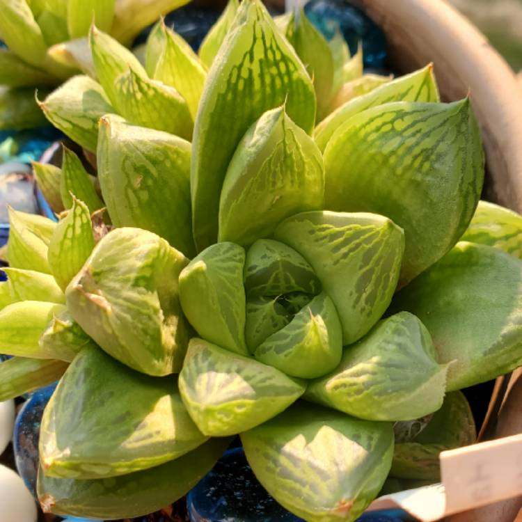 plant image 1504390