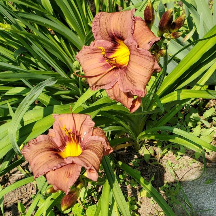 plant image 1504846 plant image 1504846