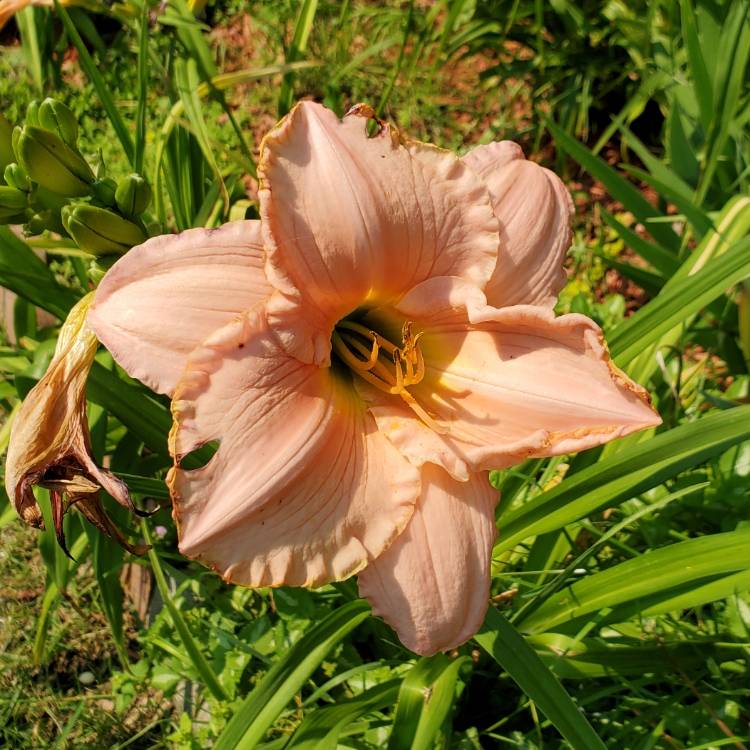 plant image 1505198