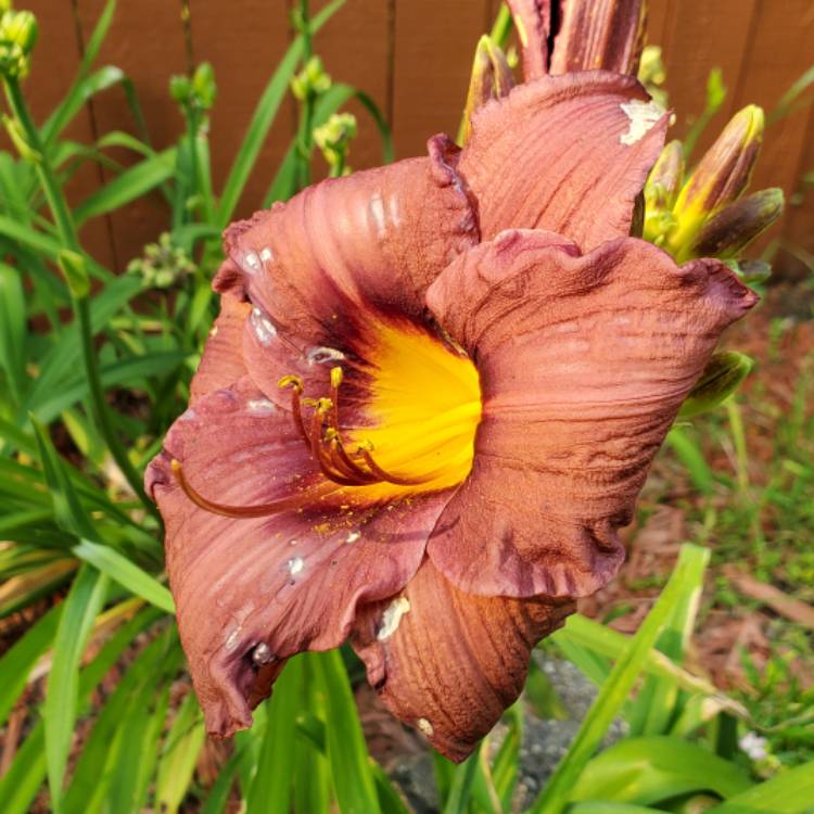 plant image 1505248 plant image 1505248