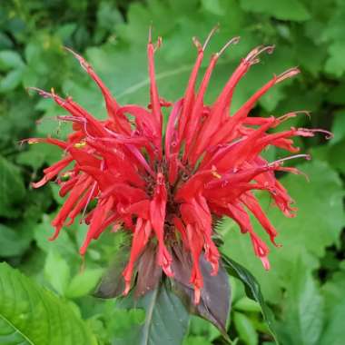 Monarda 'Jacob Cline.