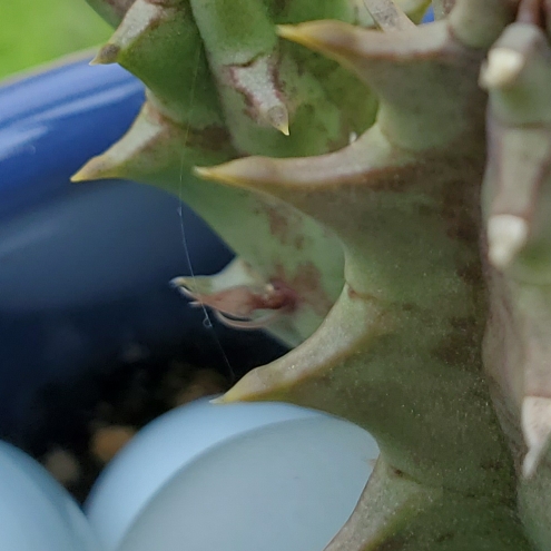 plant image 1505534
