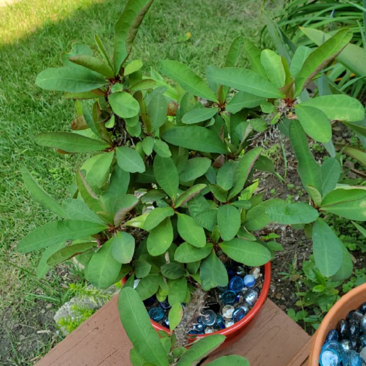 plant image 1505538