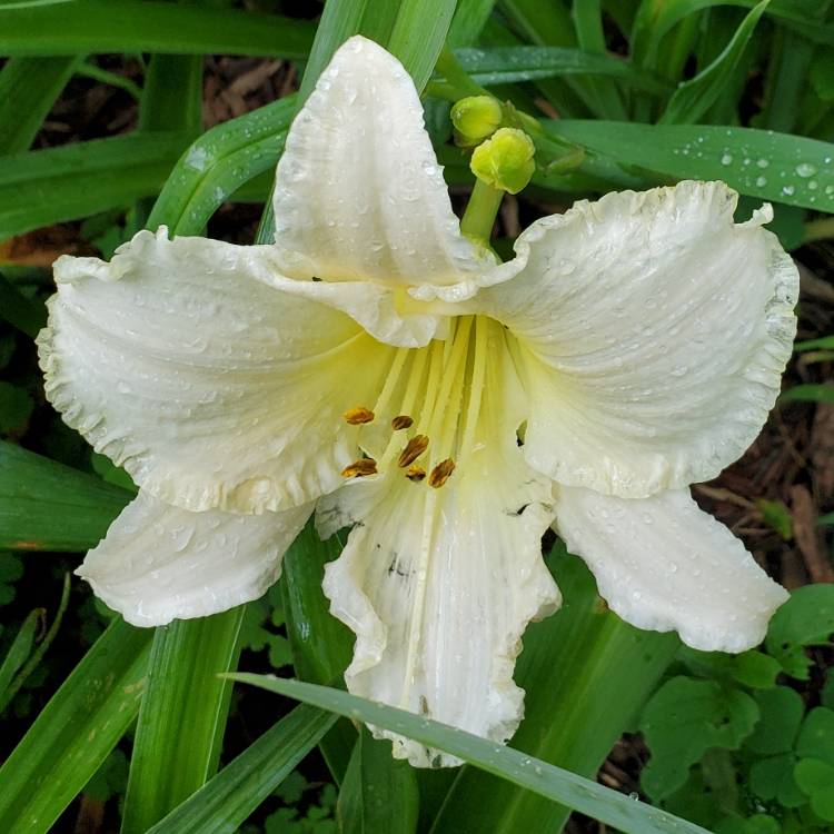 plant image 1506814 plant image 1506814