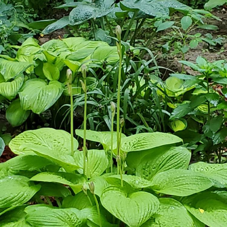 plant image 1506882 plant image 1506882