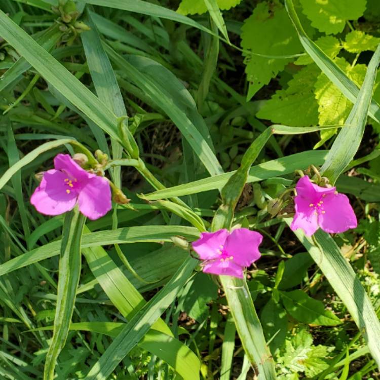 plant image 1506889 plant image 1506889
