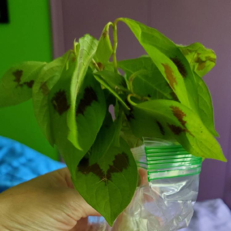 plant image 1507235 plant image 1507235