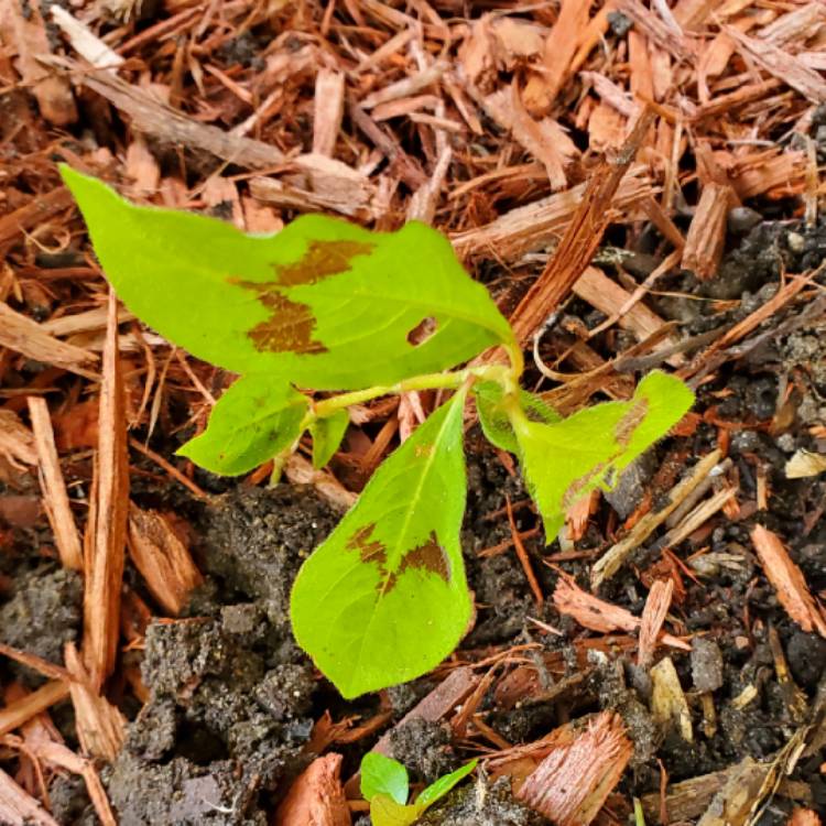plant image 1507264 plant image 1507264