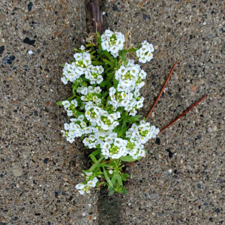 plant image 1508499