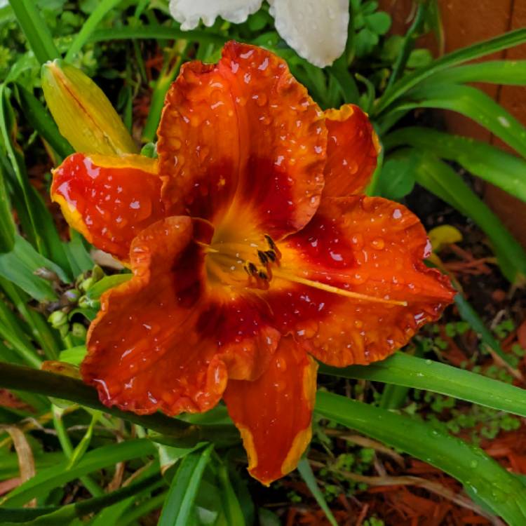 plant image 1508883 plant image 1508883