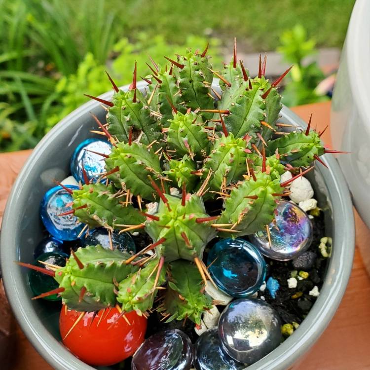 Plant image Euphorbia enopla
