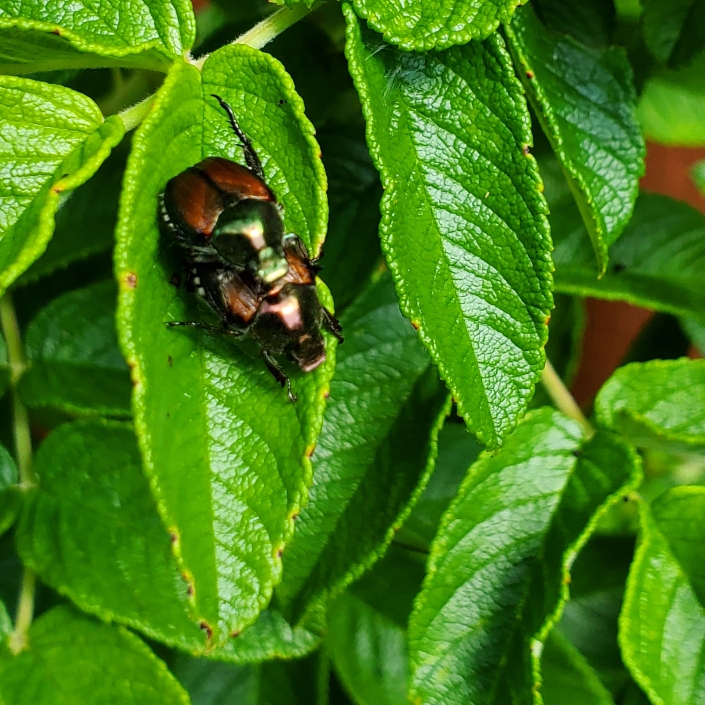 plant image 1509465 plant image 1509465
