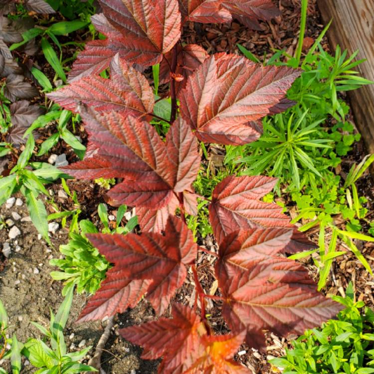 plant image 1509793 plant image 1509793