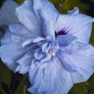 Hibiscus syriacus 'Blue Chiffon'