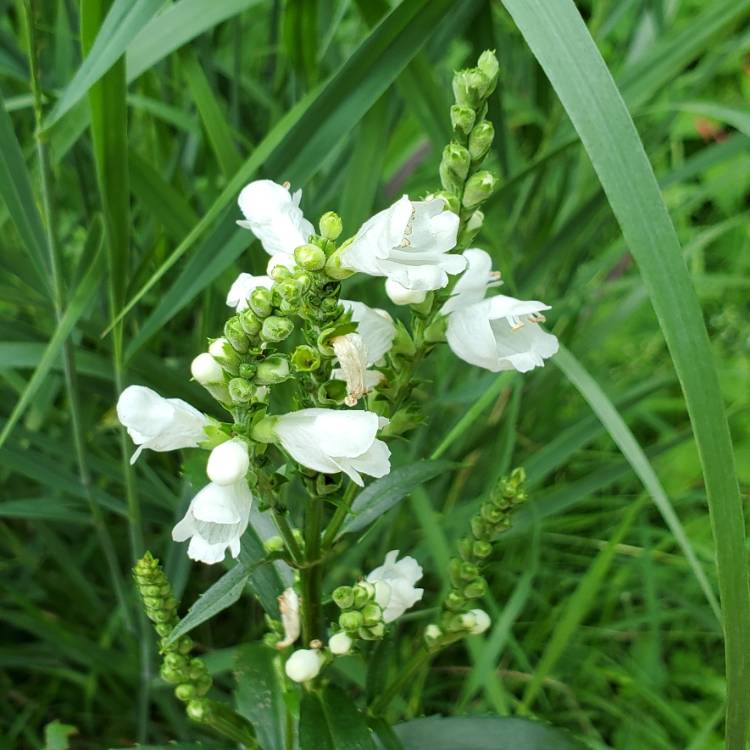 plant image 1512369