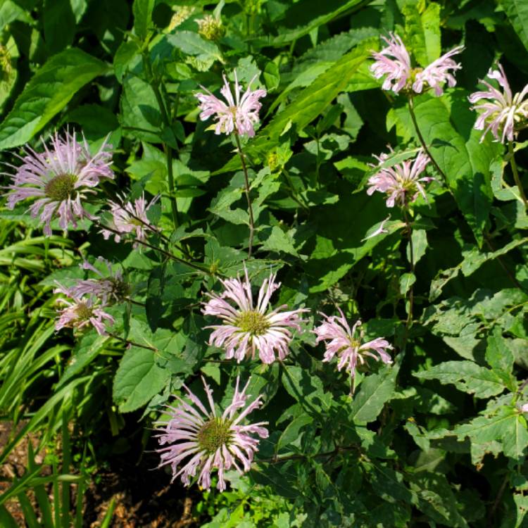 plant image 1512370 plant image 1512370