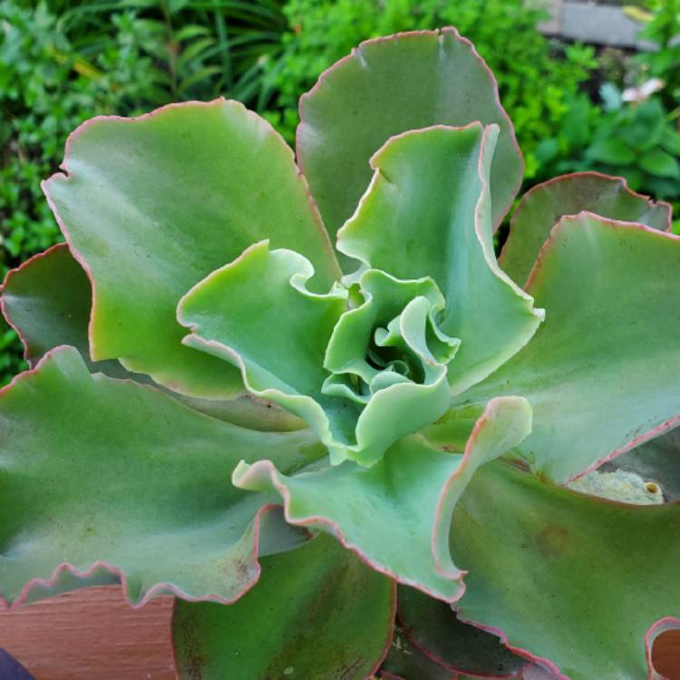 plant image 1515088 plant image 1515088