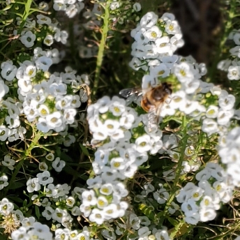 plant image 1515639 plant image 1515639