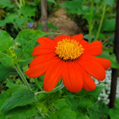 Tithonia rotundifolia syn Tithonia speciosa