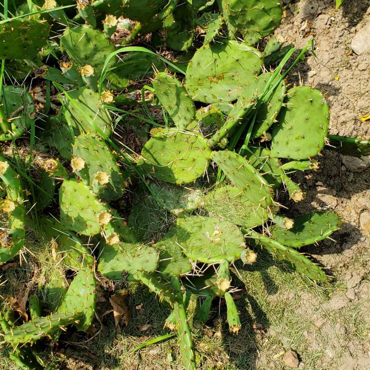 plant image 1517249