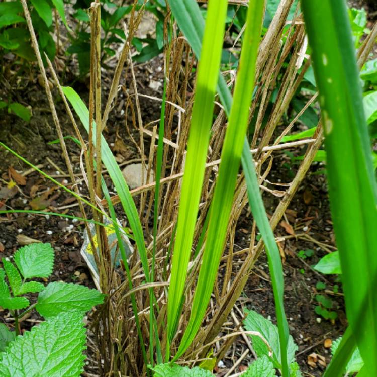 plant image 1517293