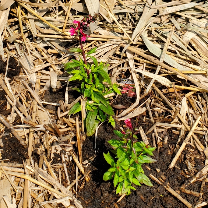 Plant image Lobelia speciosa 'Starship Deep Rose'