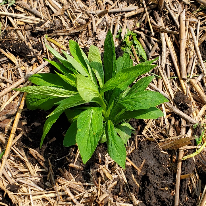 plant image 1517388 plant image 1517388