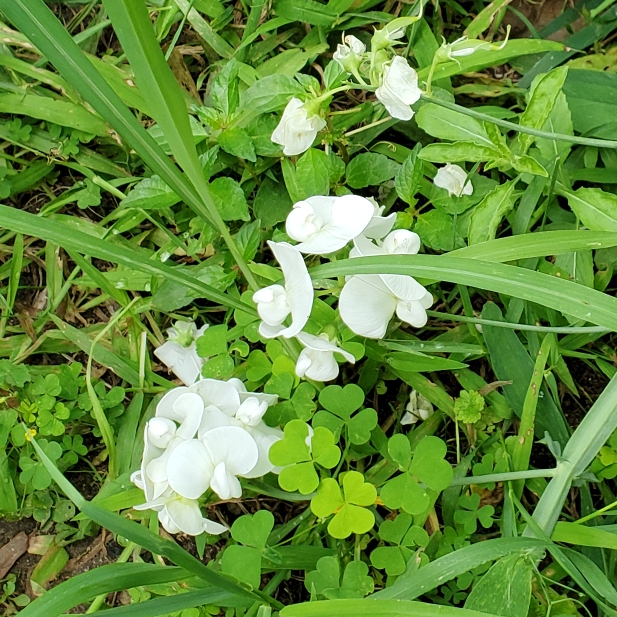 plant image 1517415 plant image 1517415