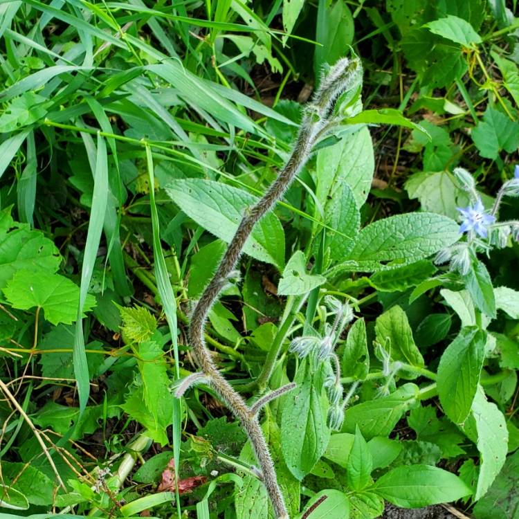 plant image 1518100 plant image 1518100