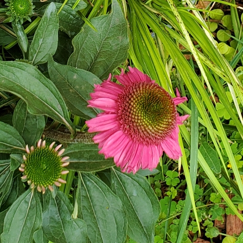 plant image 1521811