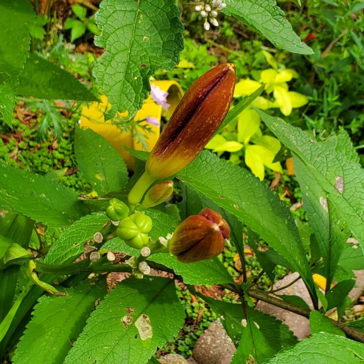 plant image 1521814 plant image 1521814