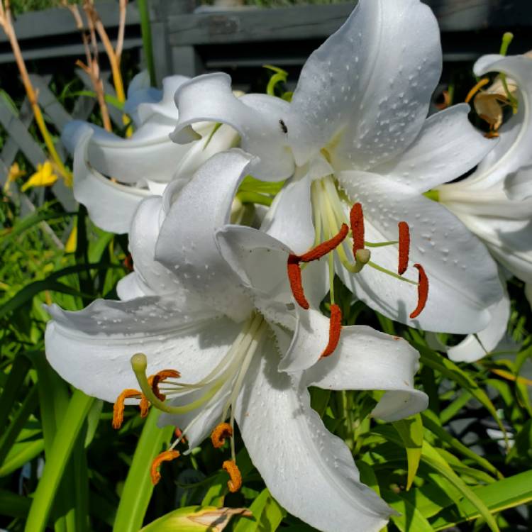 Plant image Lilium 'Casa Blanca'