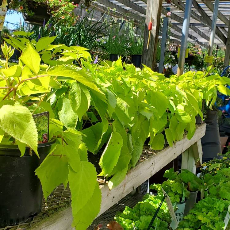 Plant image Aralia cordata 'Sun King'