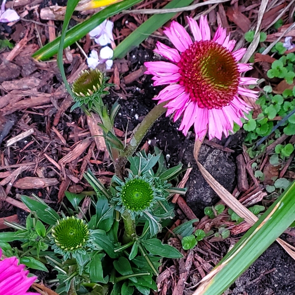 plant image 1523319