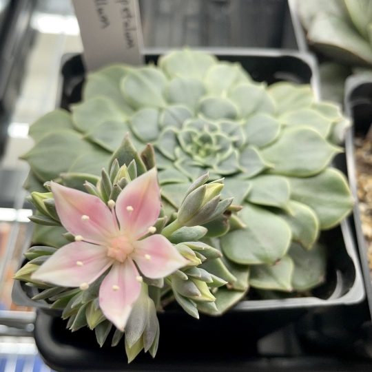 Plant image Tacitus Bellus syn.Graptopetalum Bellum