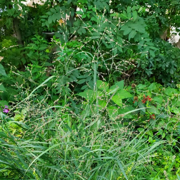 plant image 1523826