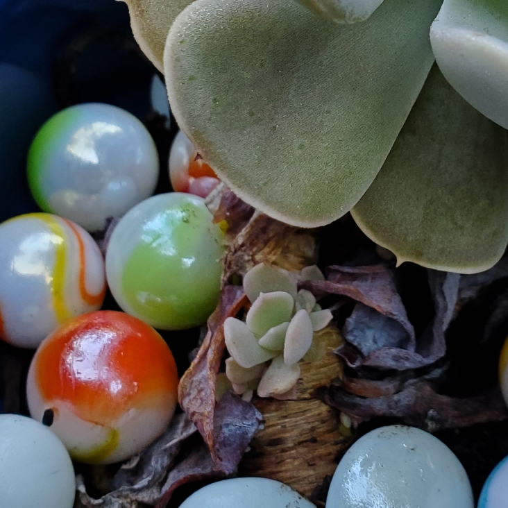 plant image 1524362