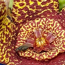 plant image 1524794 plant image 1524794