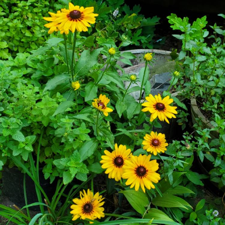 plant image 1524898 plant image 1524898