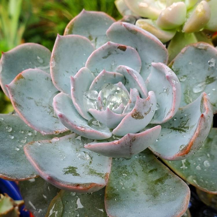 Plant image Echeveria Holy Gate