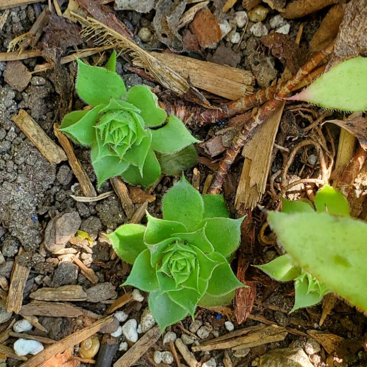 plant image 1525243 plant image 1525243
