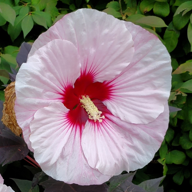 plant image 1525314 plant image 1525314