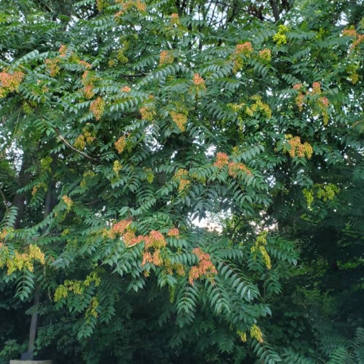 Plant image Ailanthus Altissima