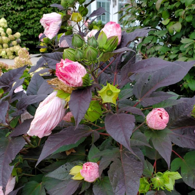 plant image 1525582 plant image 1525582