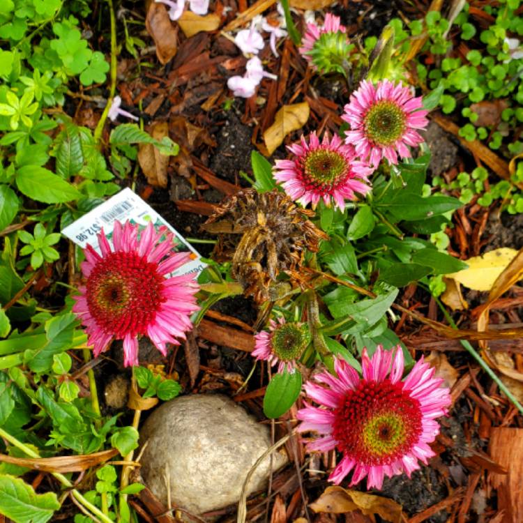 plant image 1526499