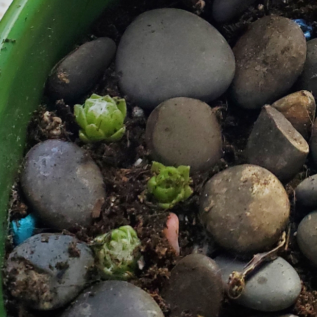 plant image 1526750