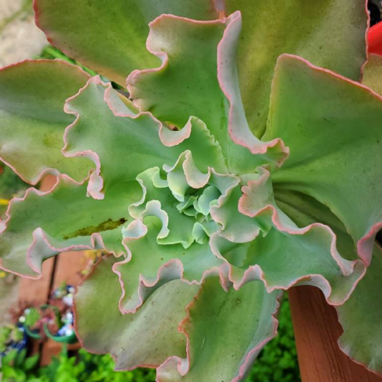 plant image 1528658 plant image 1528658