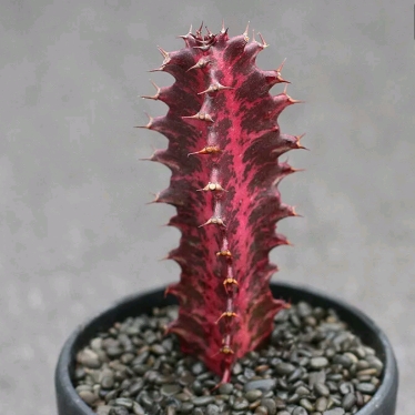 plant image 1529682