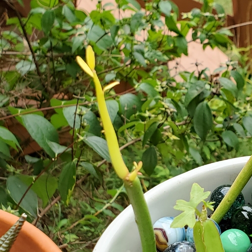 plant image 1529798