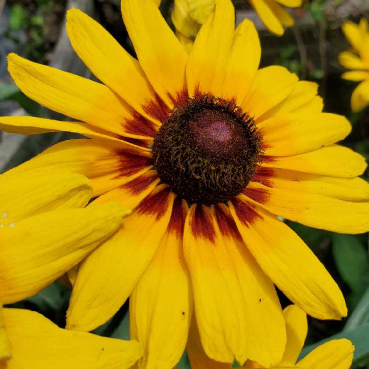plant image 1529903 plant image 1529903